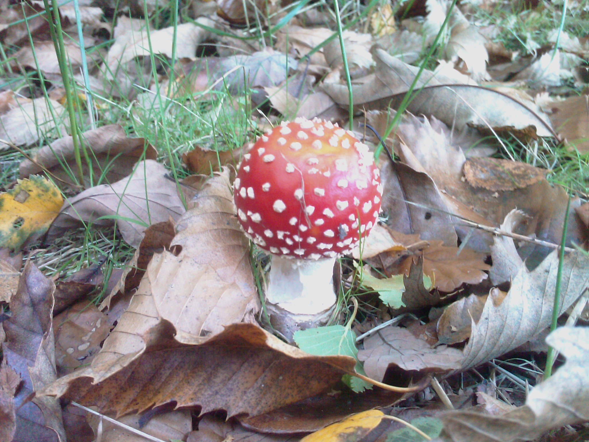 Соленые красные грибы. Белый гриб с красной росой. Вьетнамский гриб красный. Машрум спот. Spotted Mushrooms.